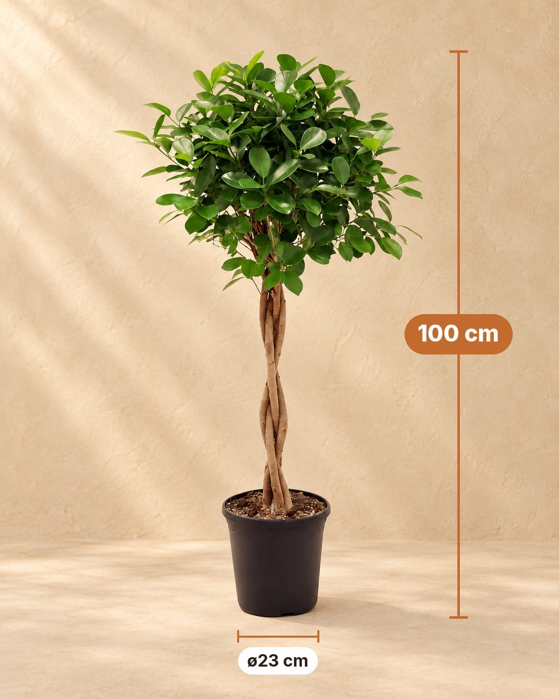 Dimensioni Ficus Moclame: altezza 100 cm, vaso ø23 cm
