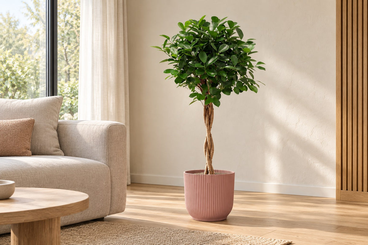 Ficus Moclame, 100 cm, in vaso elho Vibes Fold Round roze in un soggiorno luminoso