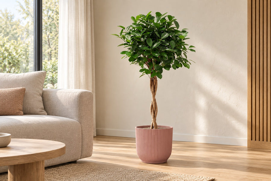 Ficus Moclame (Ficus microcarpa) 100 cm di altezza, vaso ø23 cm