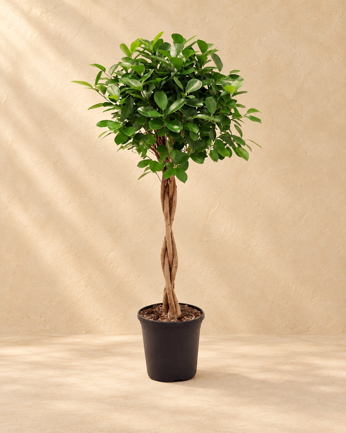 Ficus Moclame (Ficus microcarpa 'Moclame'), alta 100 cm in vaso di coltivazione da 23 cm