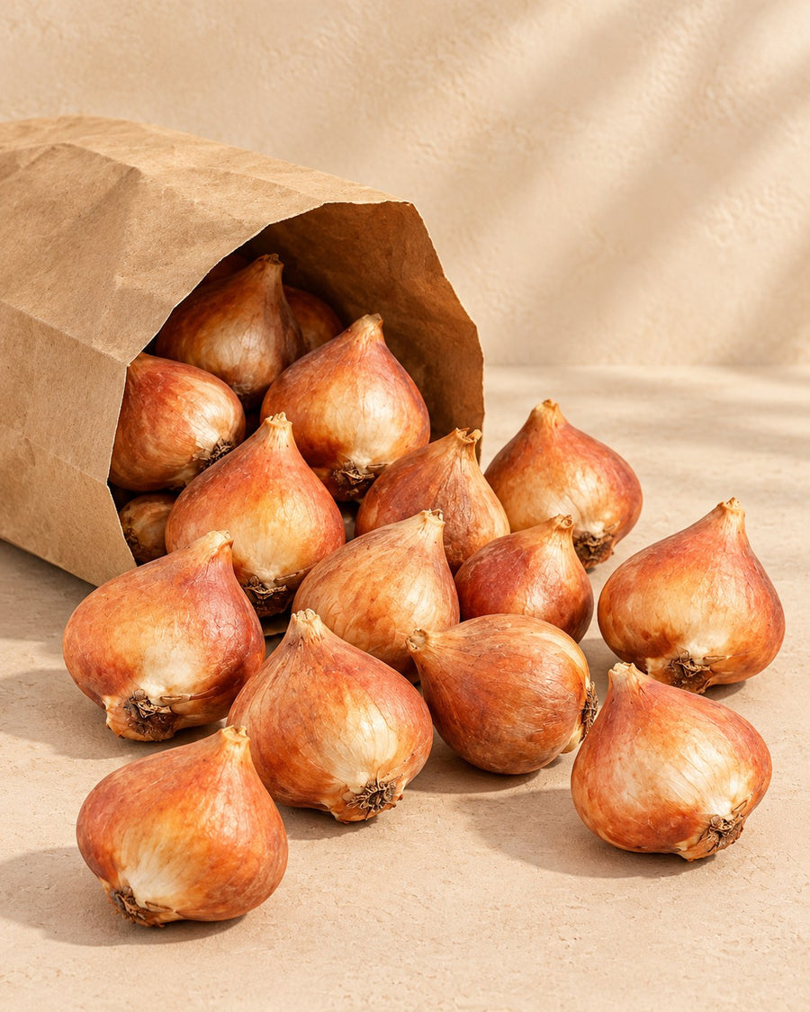 Tulpenbollen Ballade mix (Tulipa)
