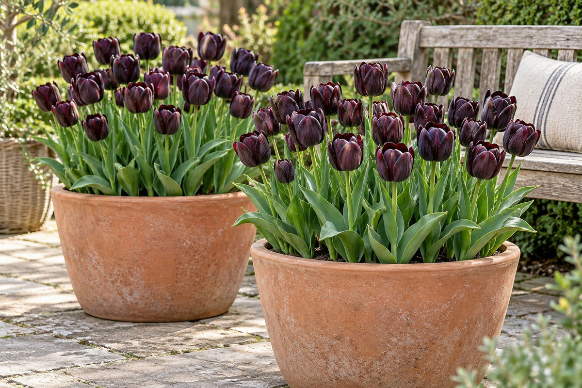 Tulpen Black in bloei in potten op een terras