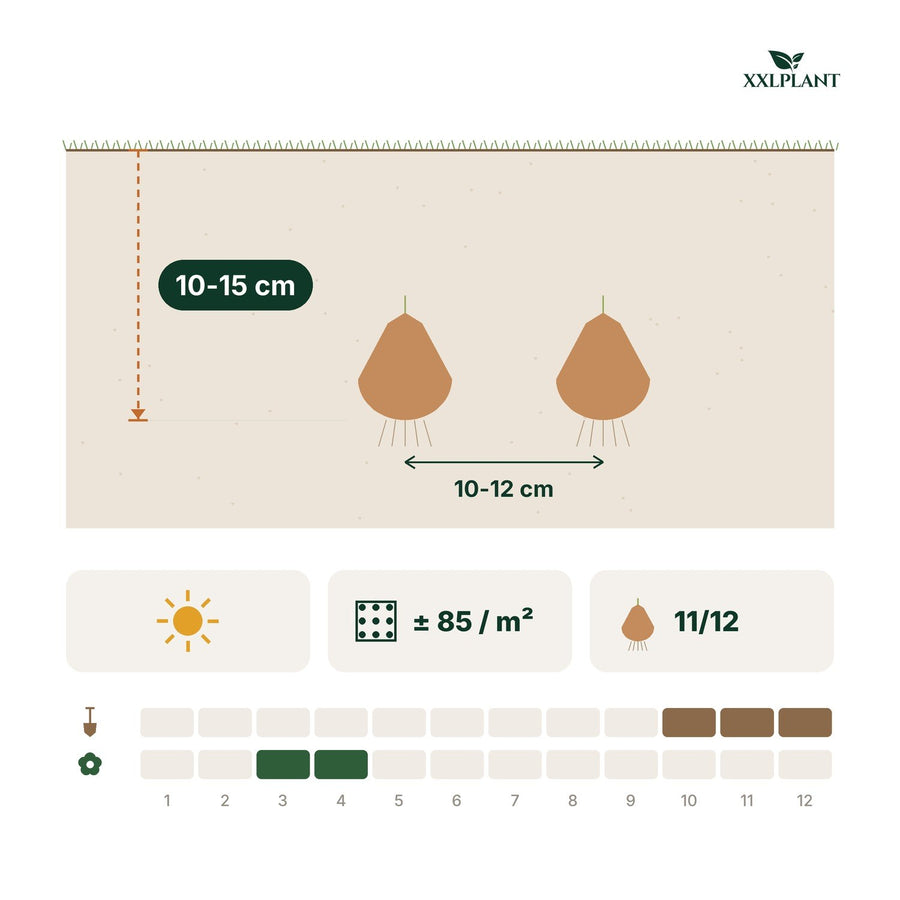 Tulpanlökar Blueberry mix (Tulipa)