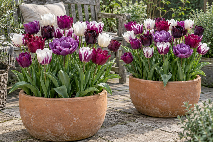 Tulpanlökar Blueberry mix (Tulipa)