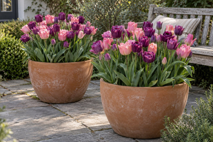Tulpenbollen Candy Purple Prince mix (Tulipa)