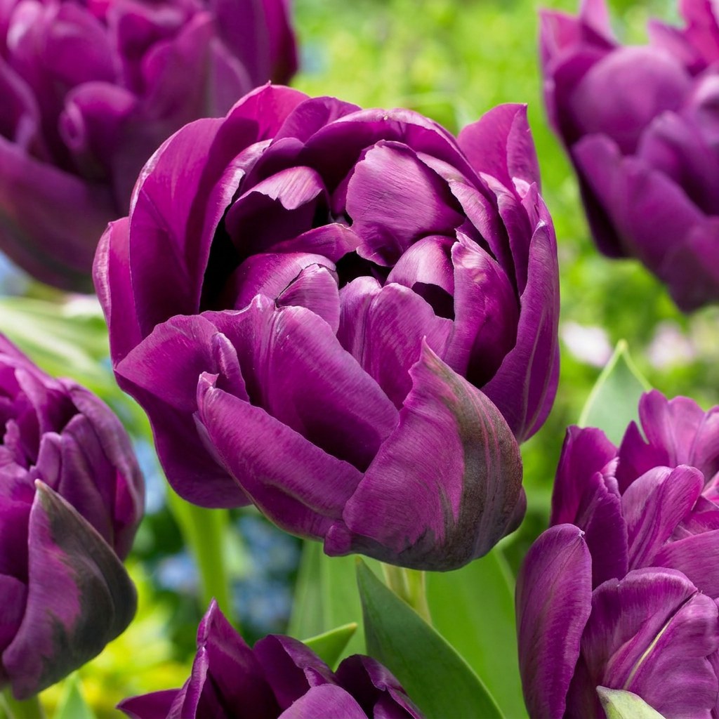 Tulpen Double Lilac in bloei