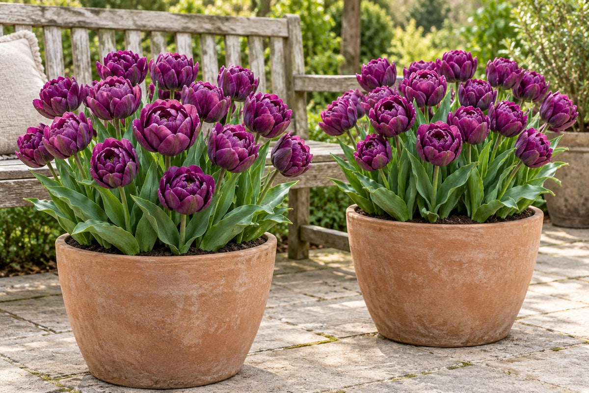 Tulpen Double Lilac in bloei in potten op een terras