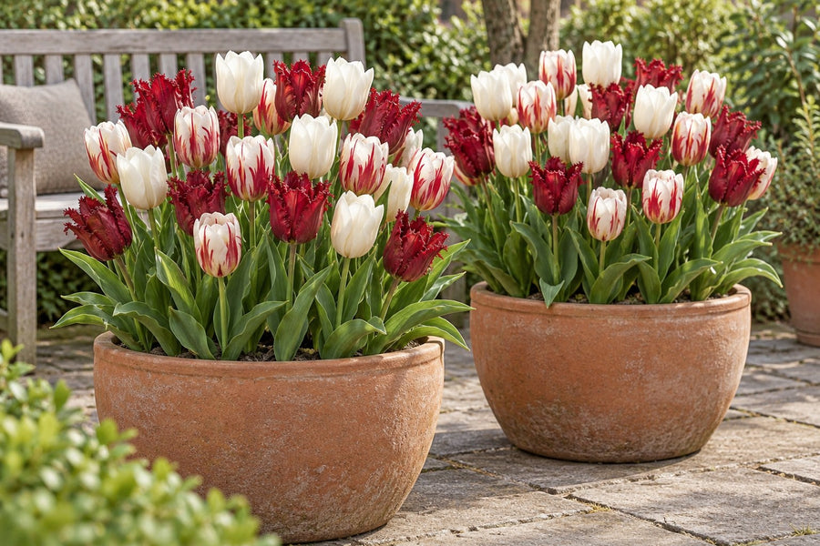 Bulbos de tulipán Dutch Design (Tulipa)
