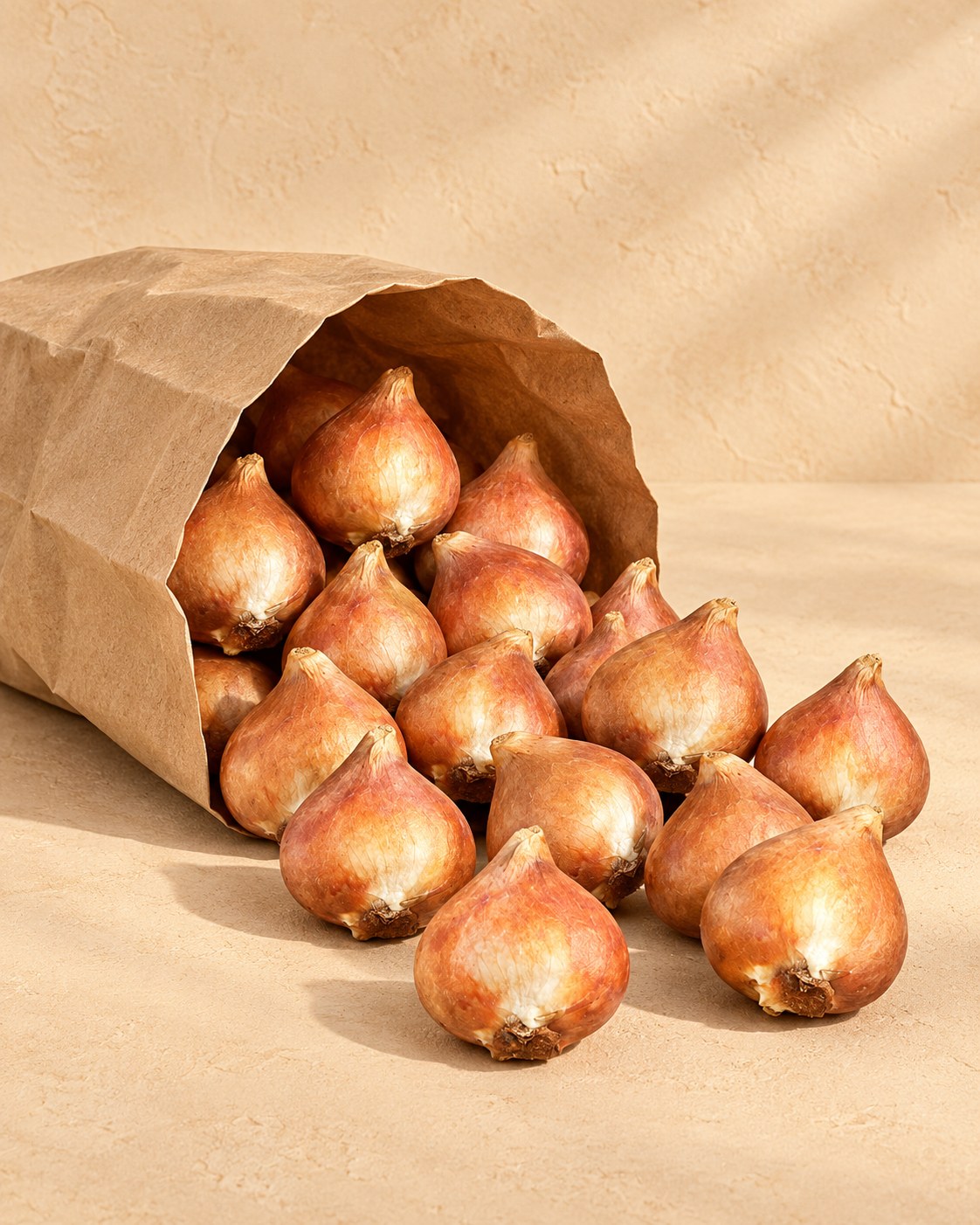 Bollen van tulpen flaming flag