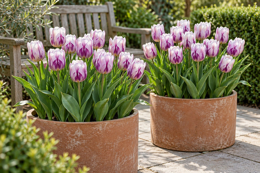 Tulpenbollen Flaming Flag (Tulipa)