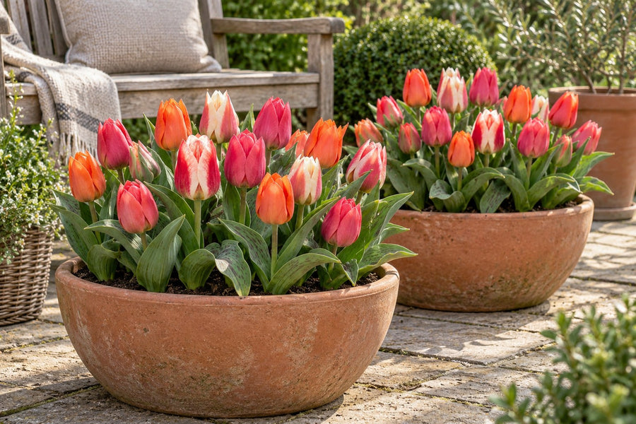 Bulbos de tulipán Greigii mix (Tulipa)