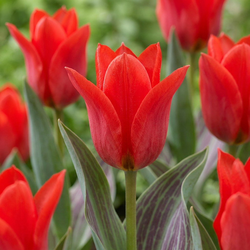 Bulbos de tulipán Greigii Red en flor
