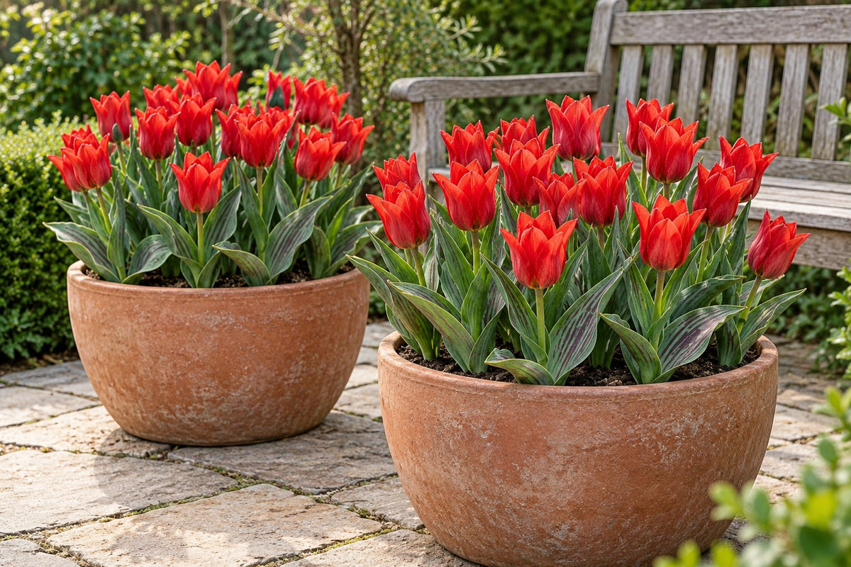 Bulbos de tulipán Greigii Red en flor en macetas en una terraza