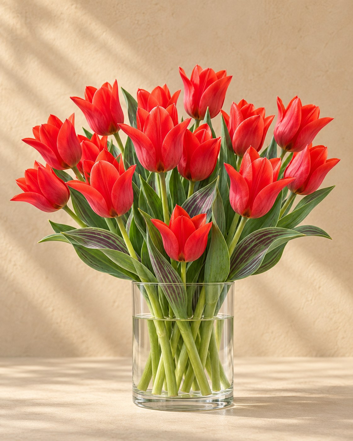 Tulip Bulbs Greigii Red in flower in a vase
