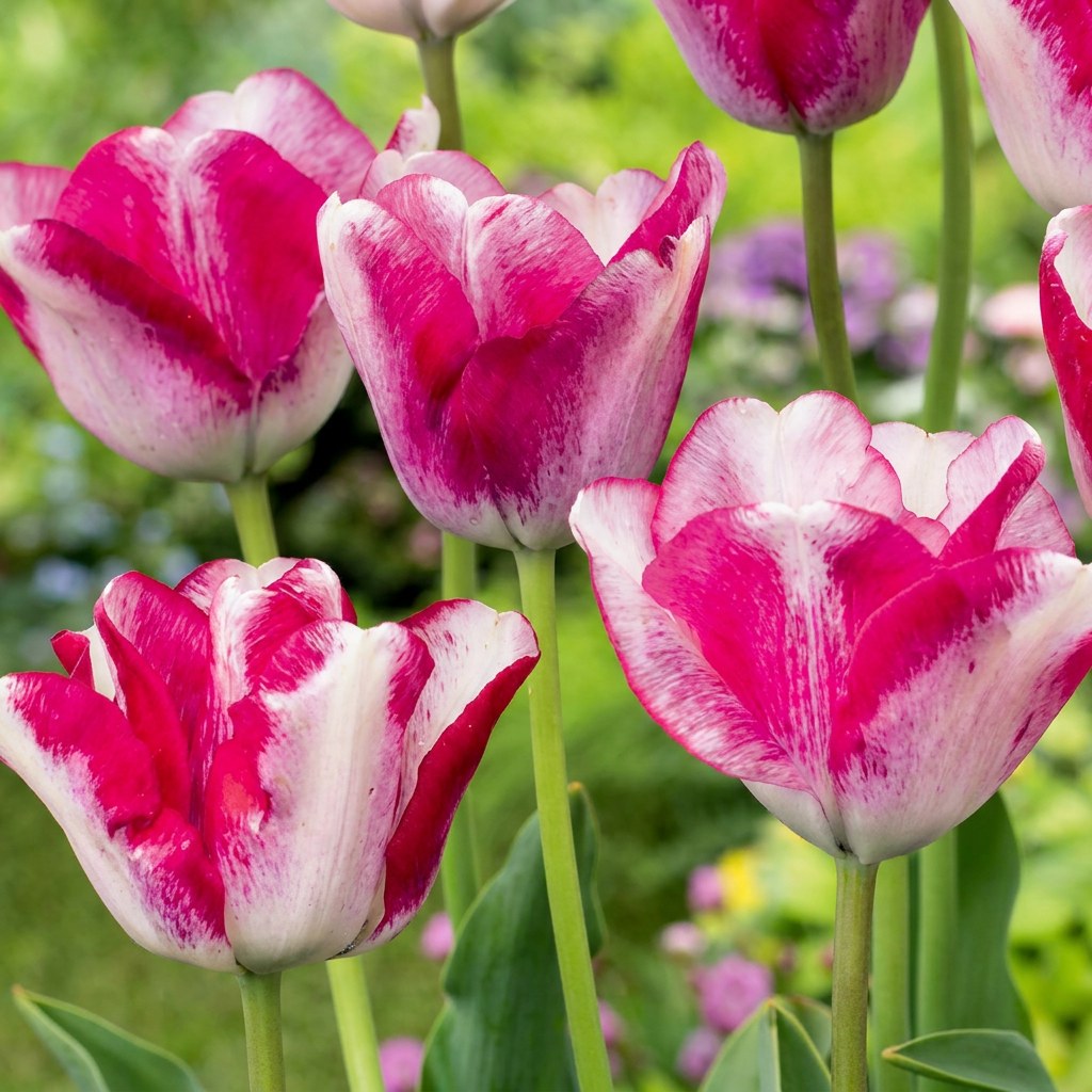 Tulip Bulbs Mata Hari in flower