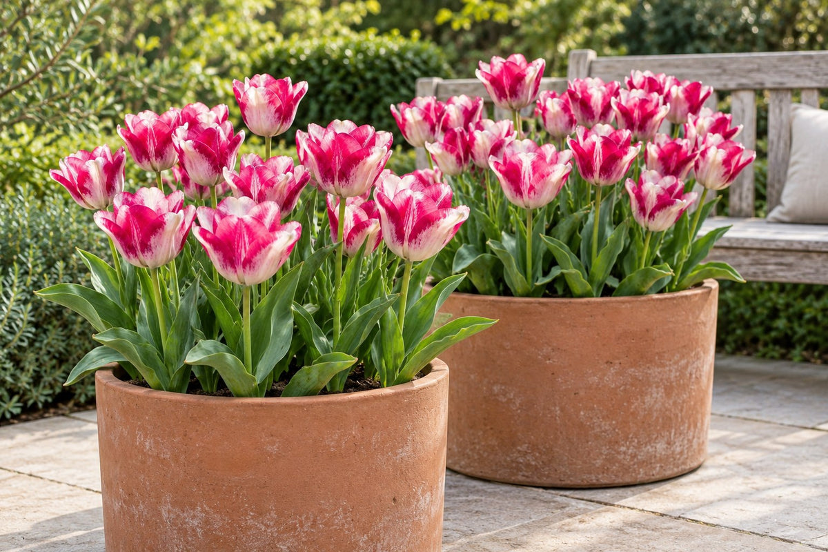 Bulbes de tulipes Mata Hari en fleurs en pots sur une terrasse