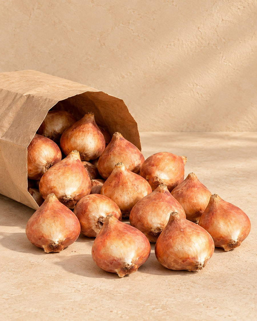 Tulpenbollen My Favourite Topping (Tulipa)