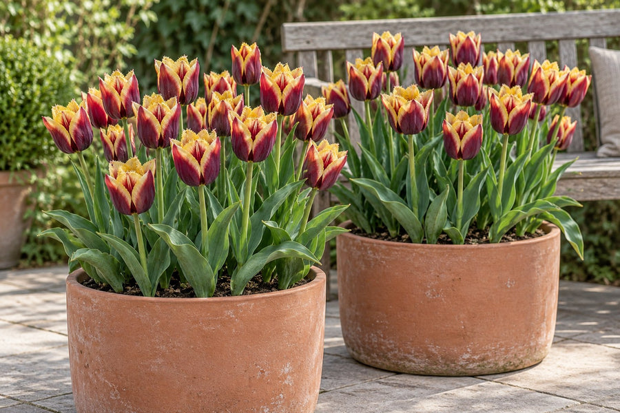 Tulpenbollen My Favourite Topping (Tulipa)