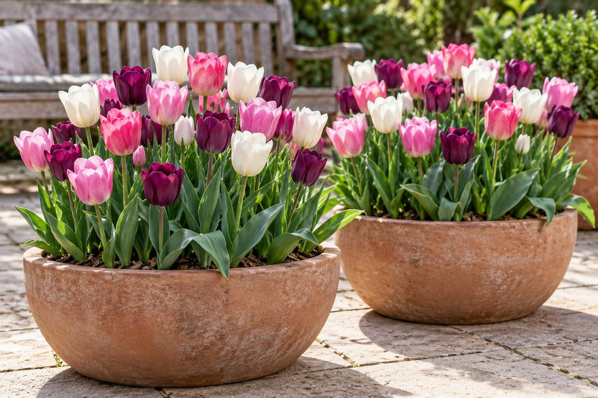 Tulipanløg Pastel mix i blomst i potter på en terrasse