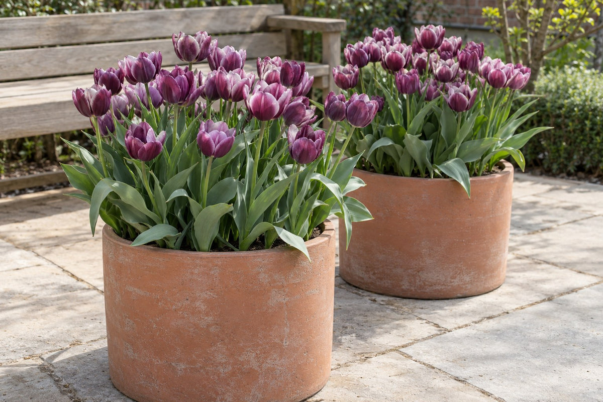 Bulbos de tulipán Persian Pearl en flor en macetas en una terraza