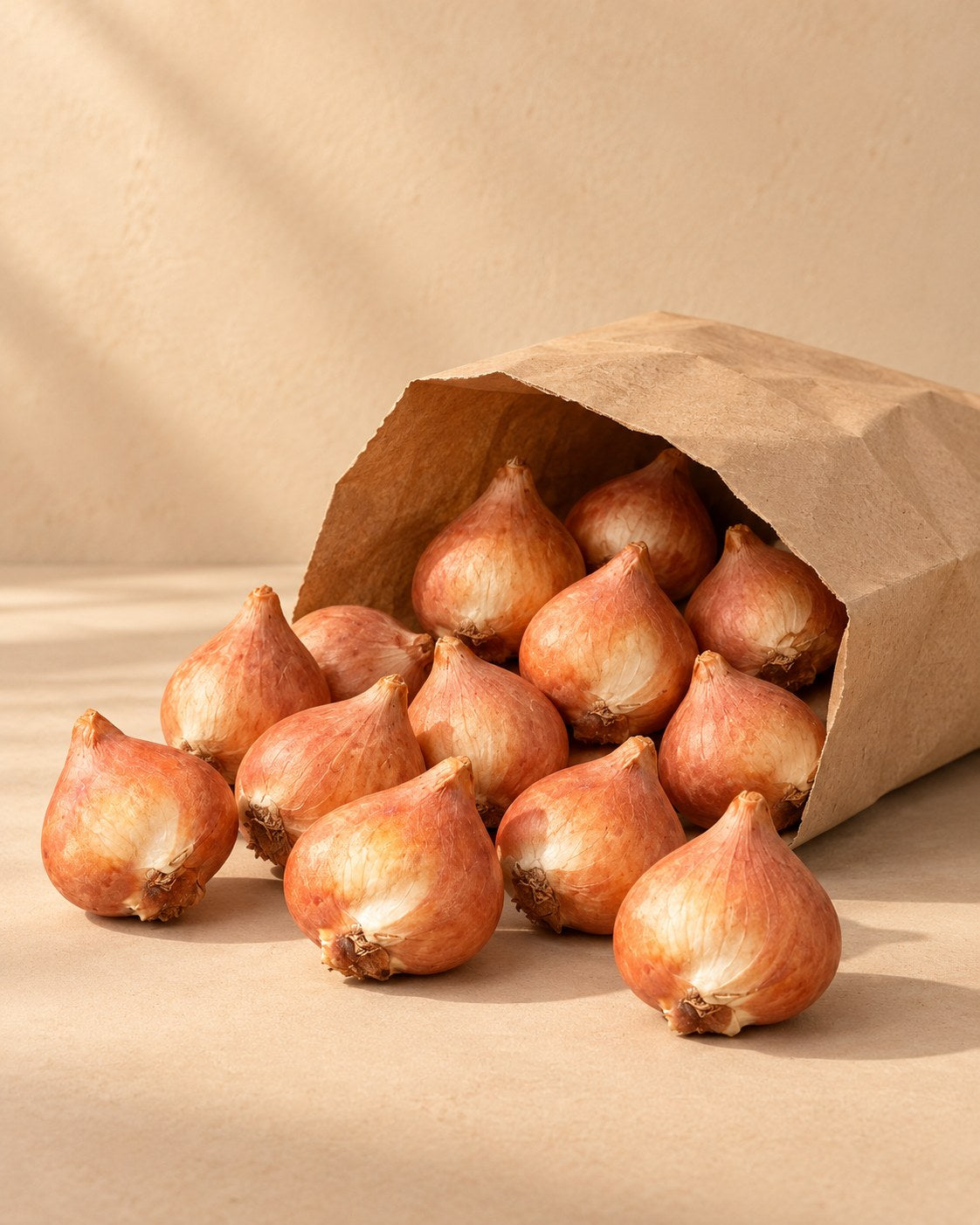 Bulbos de Bulbos de tulipán Praestans mix