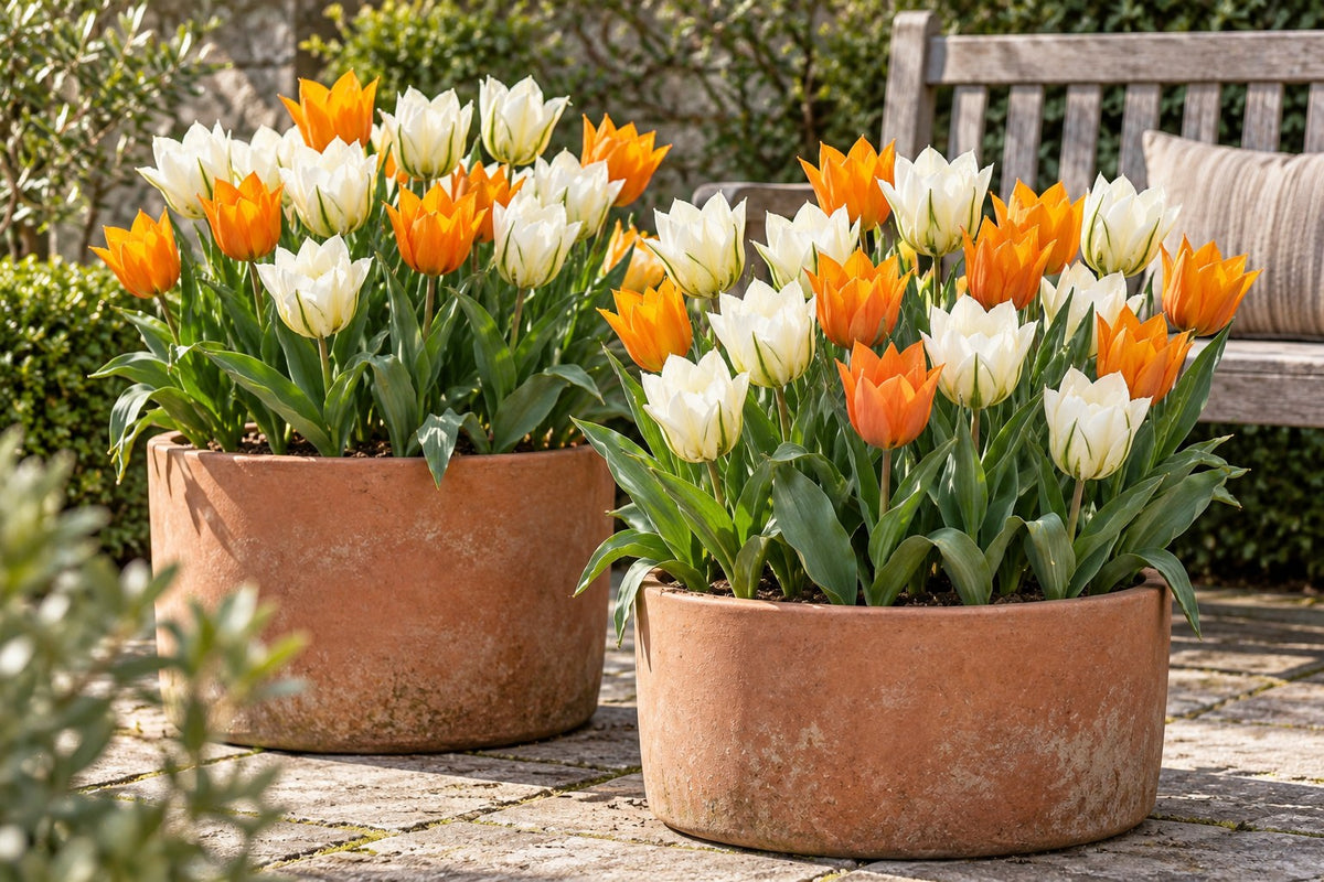 Tulipanløg Sunbath i blomst i potter på en terrasse