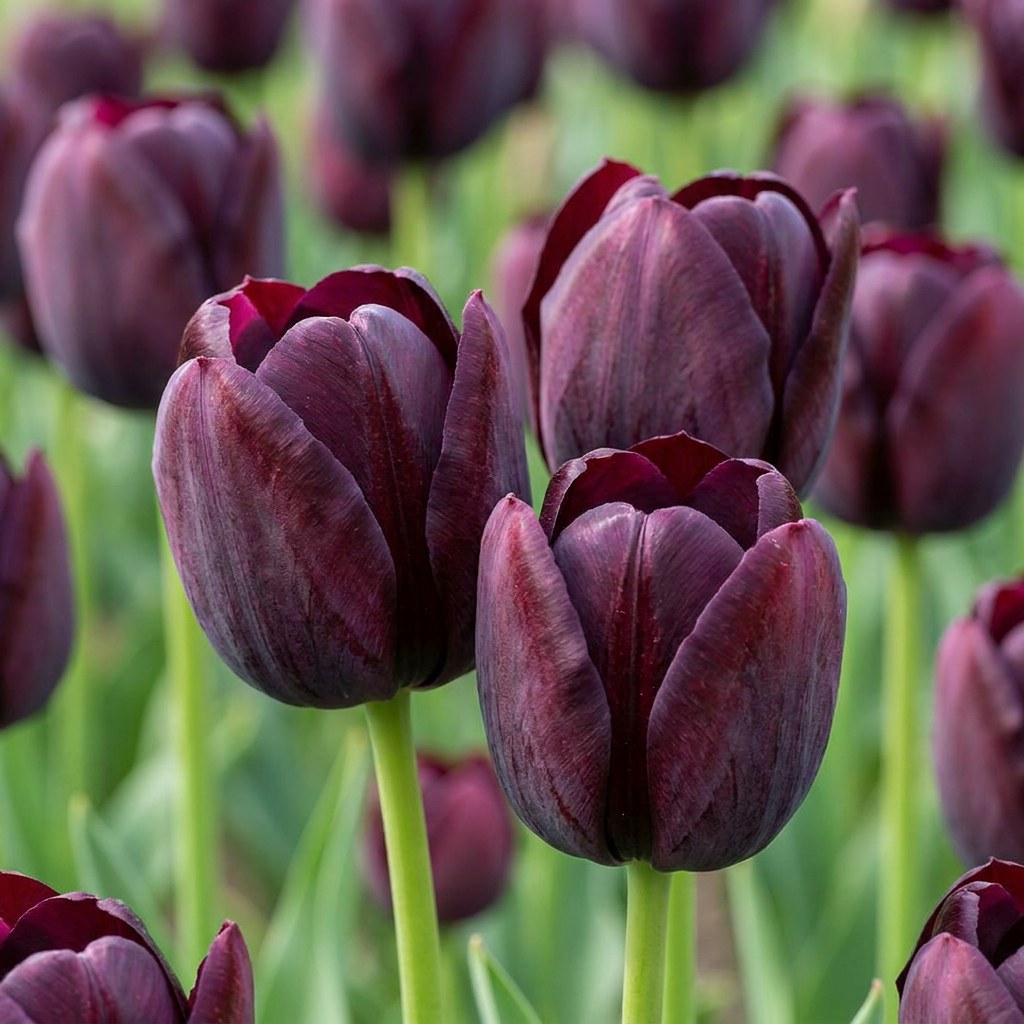 Tulpen Triumph Black in bloei