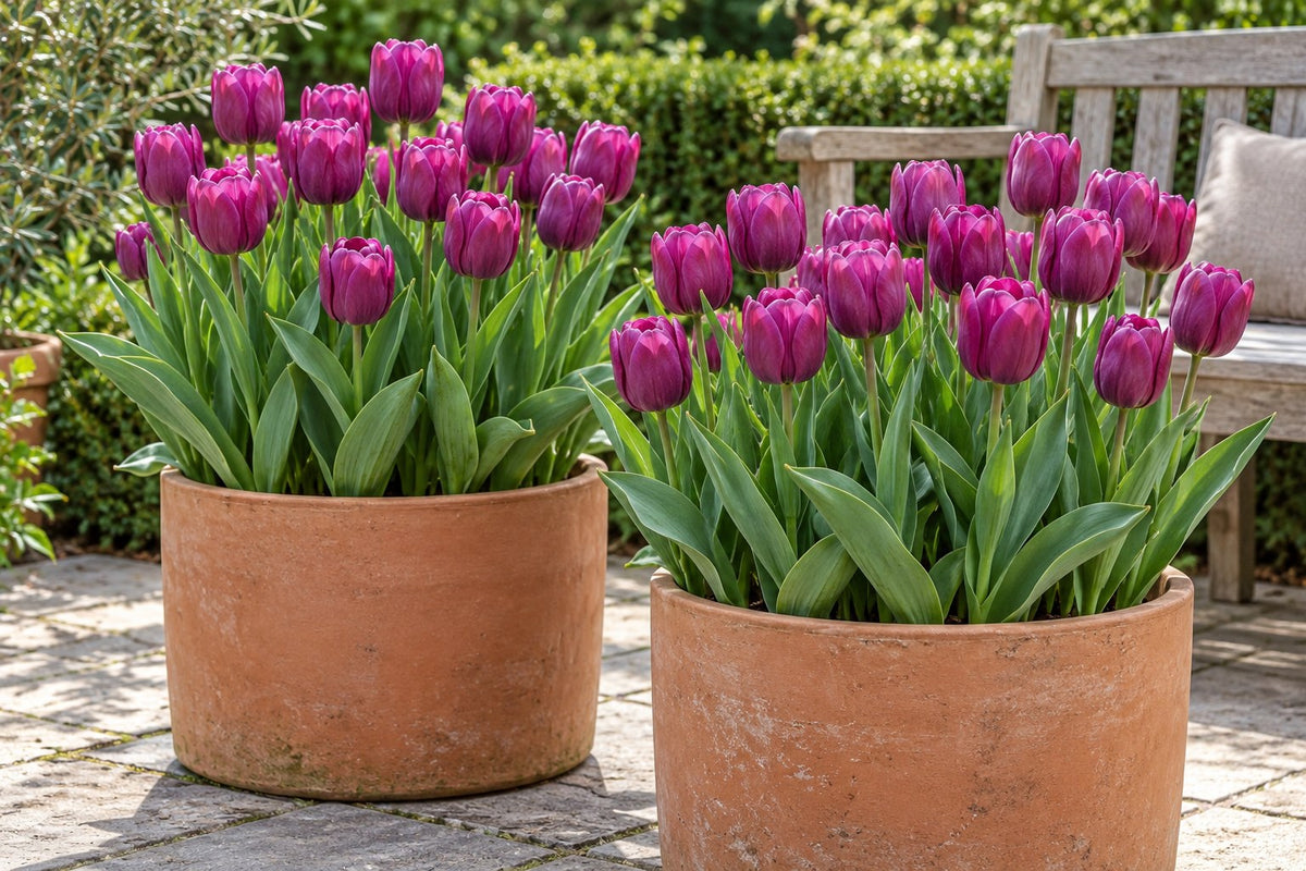 Tulpen Triumph Purple in bloei in potten op een terras
