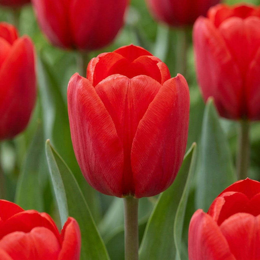 Tulpen Triumph Red in bloei