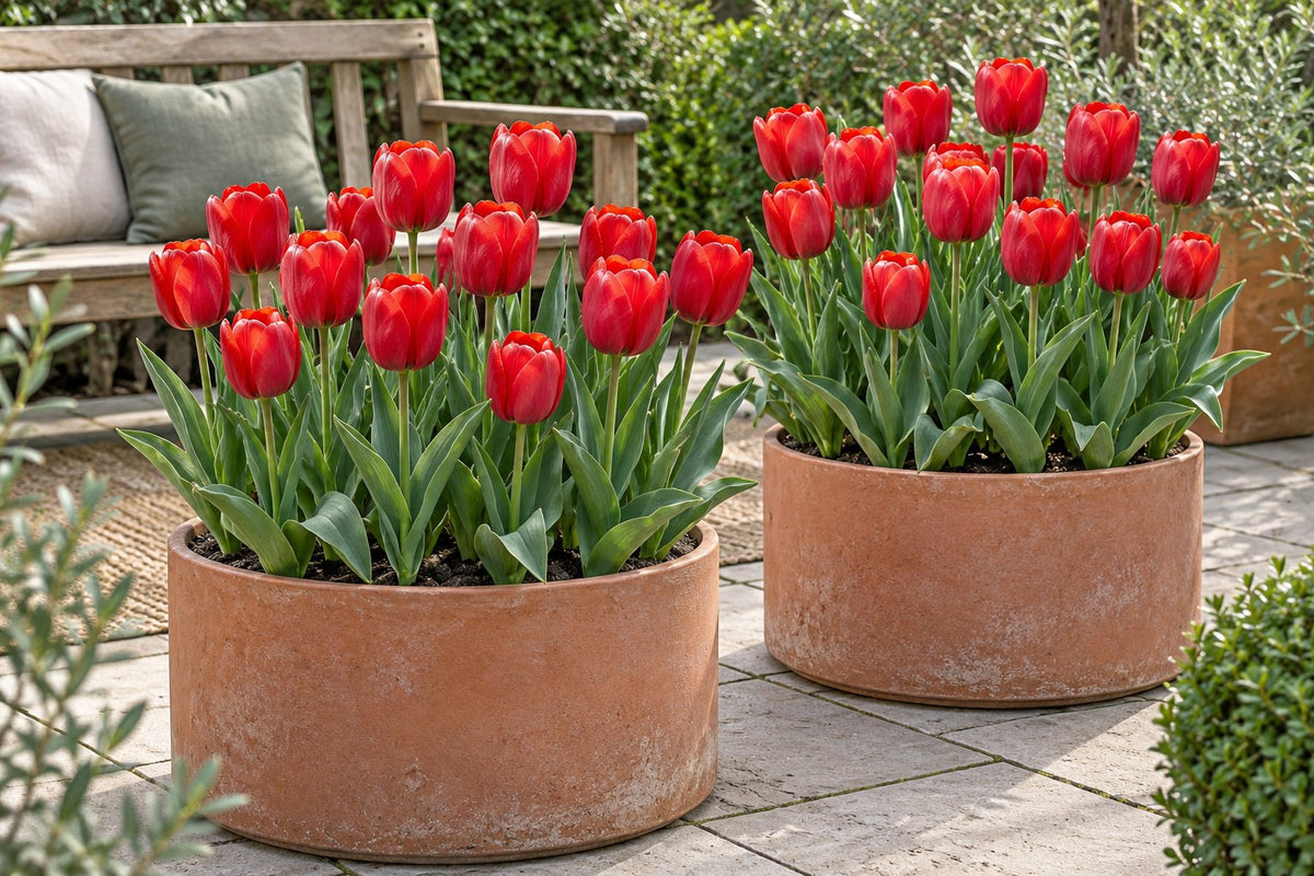 Tulpen Triumph Red in bloei in potten op een terras