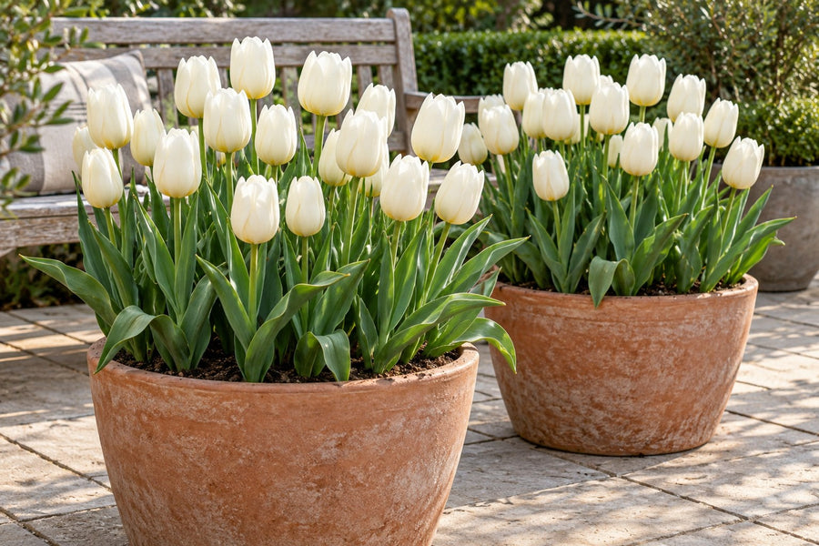 Tulpenbollen Triumph White (Tulipa)