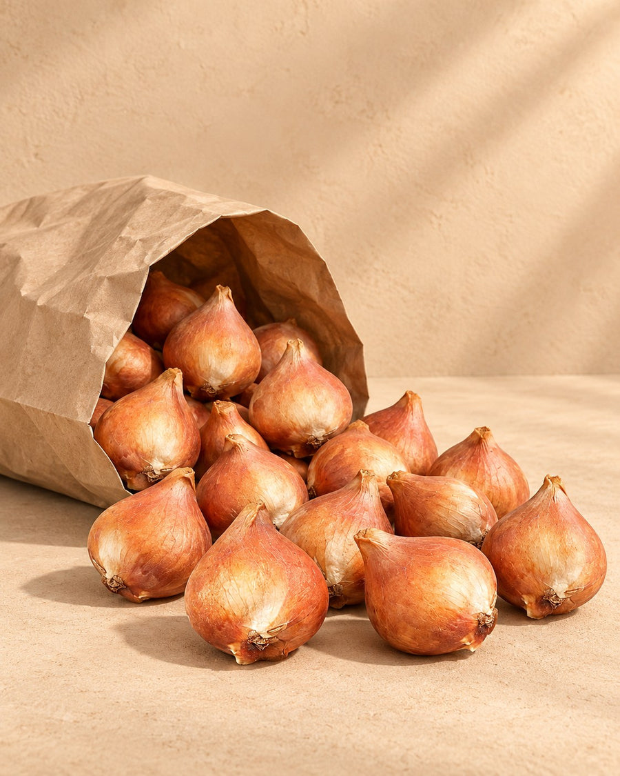 Tulpenbollen Vendeeglobe (Tulipa)