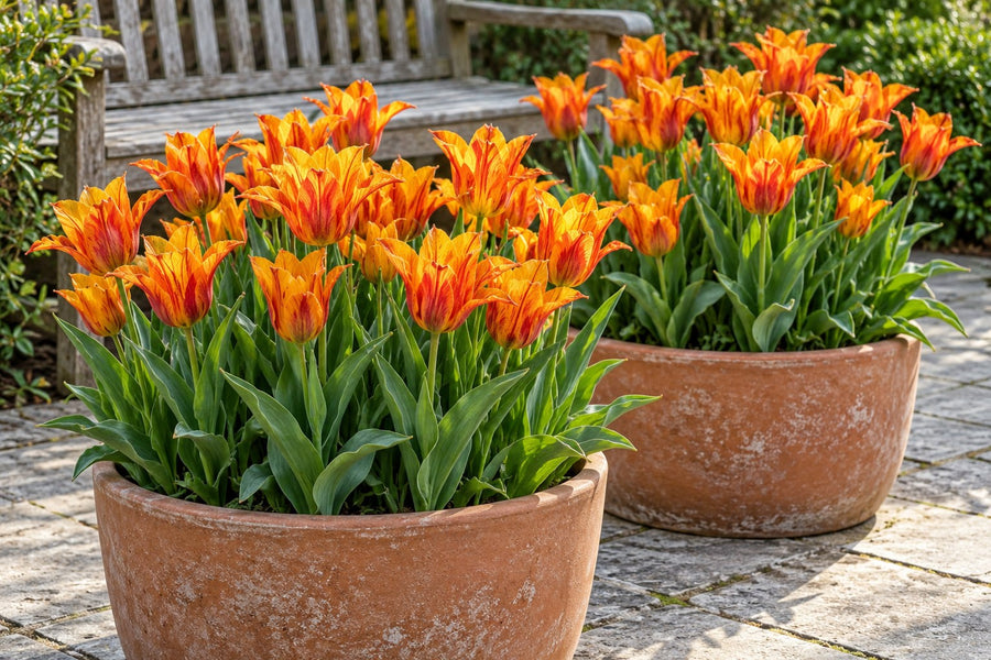 Tulpenbollen Vendeeglobe (Tulipa)