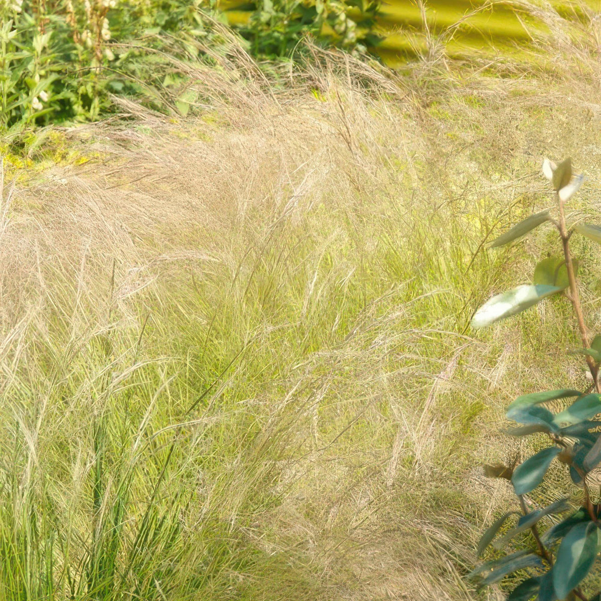 Ostnica cienkolistna 'Ponytails' w ogrodzie