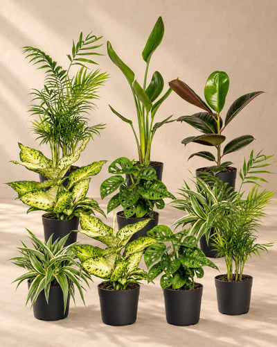 Overraskelsesboks stueplanter