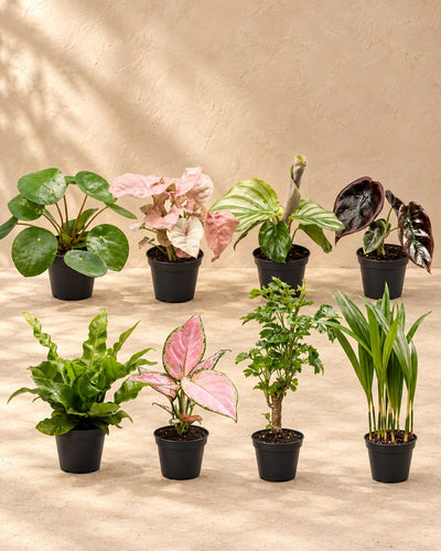Overraskelsesboks med babyplanter