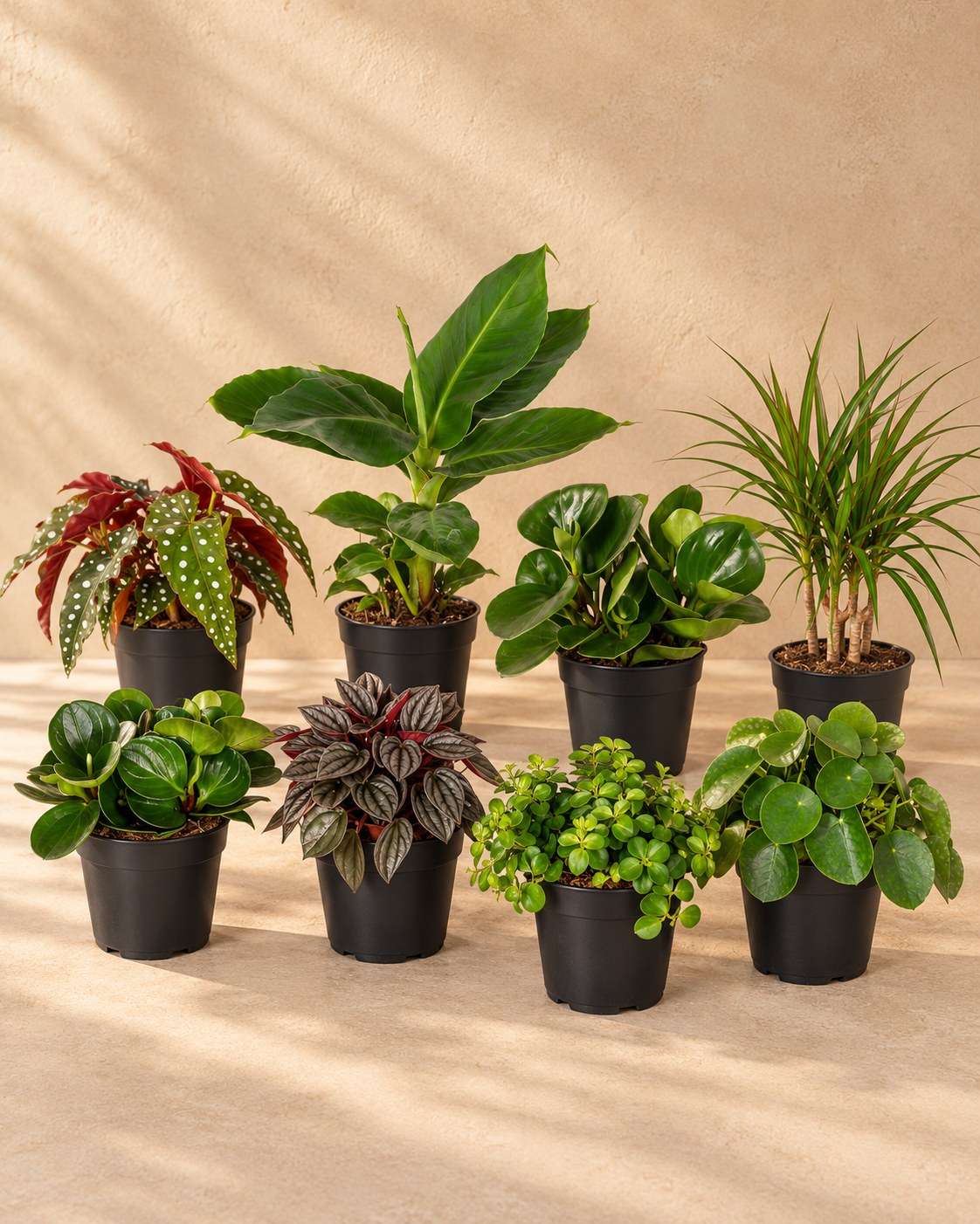 Overraskelsesboks med stueplanter