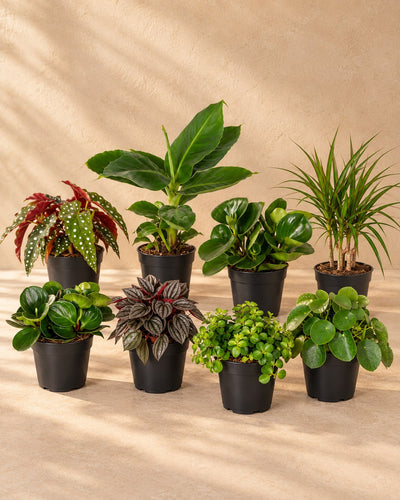 Overraskelsesboks med stueplanter