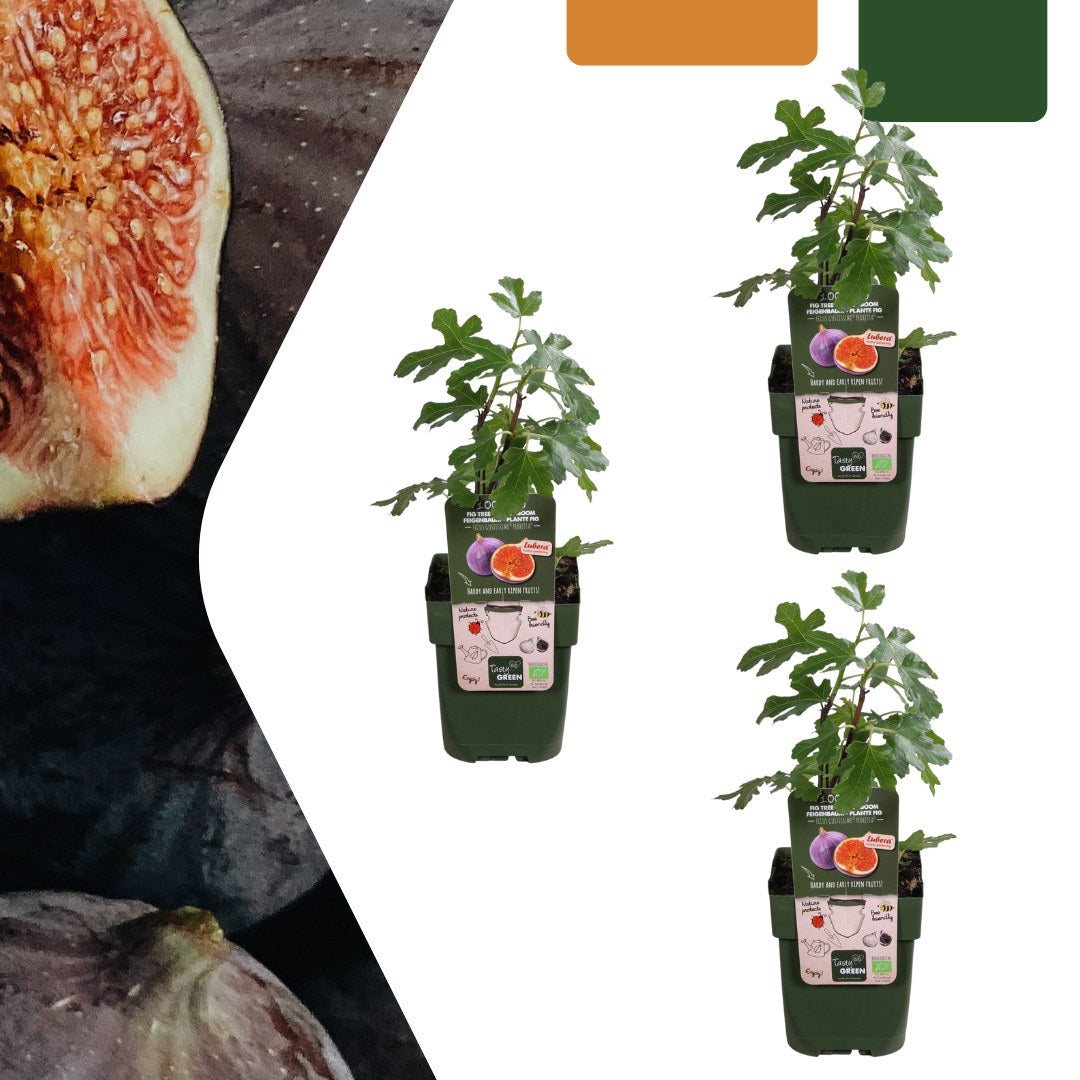 Biologische vijgenboom