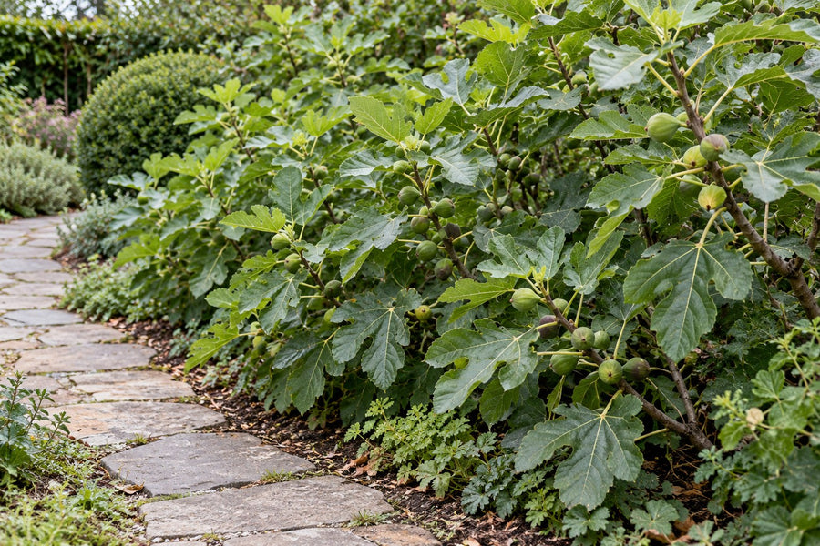 Biologische vijgenboom (Ficus carica)