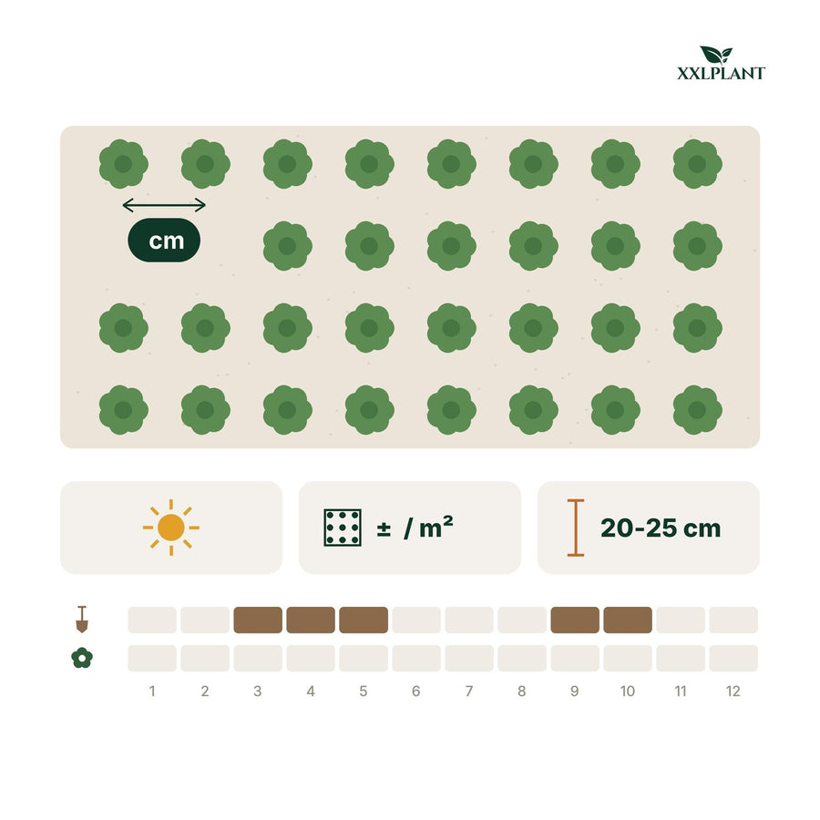 Biologische vijgenboom (Ficus carica)