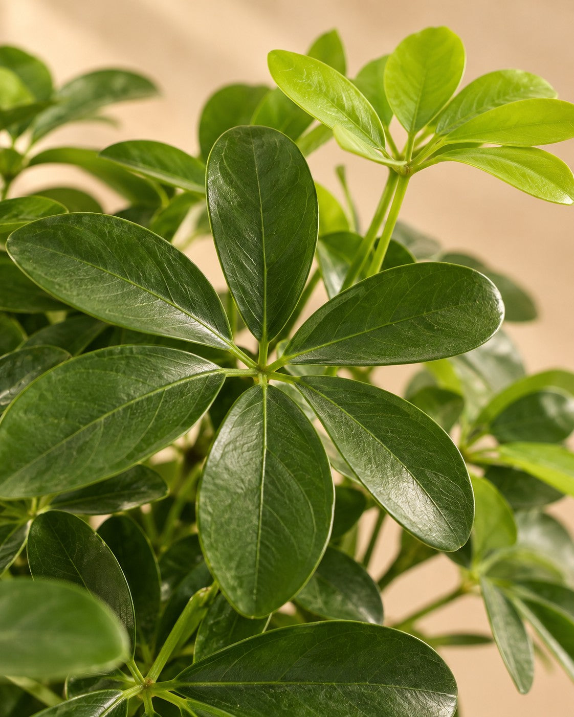 Close-up van het blad van de Vingerplant (Schefflera sp.)