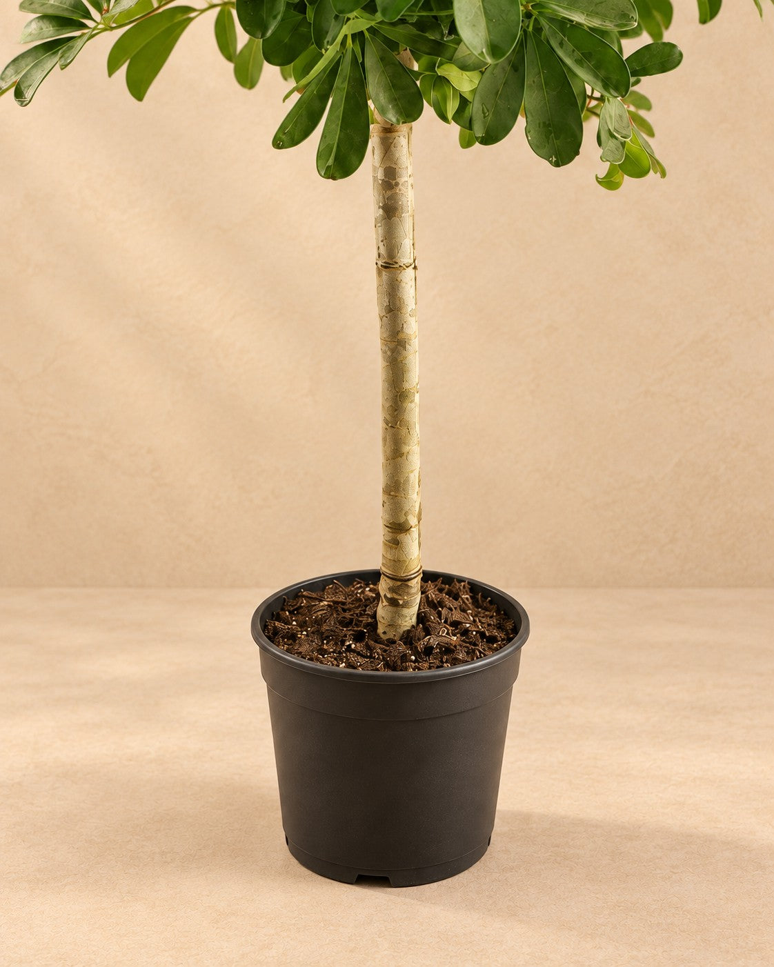 Parte inferior de Schefflera de tronco (Schefflera sp.) con su maceta de cultivo
