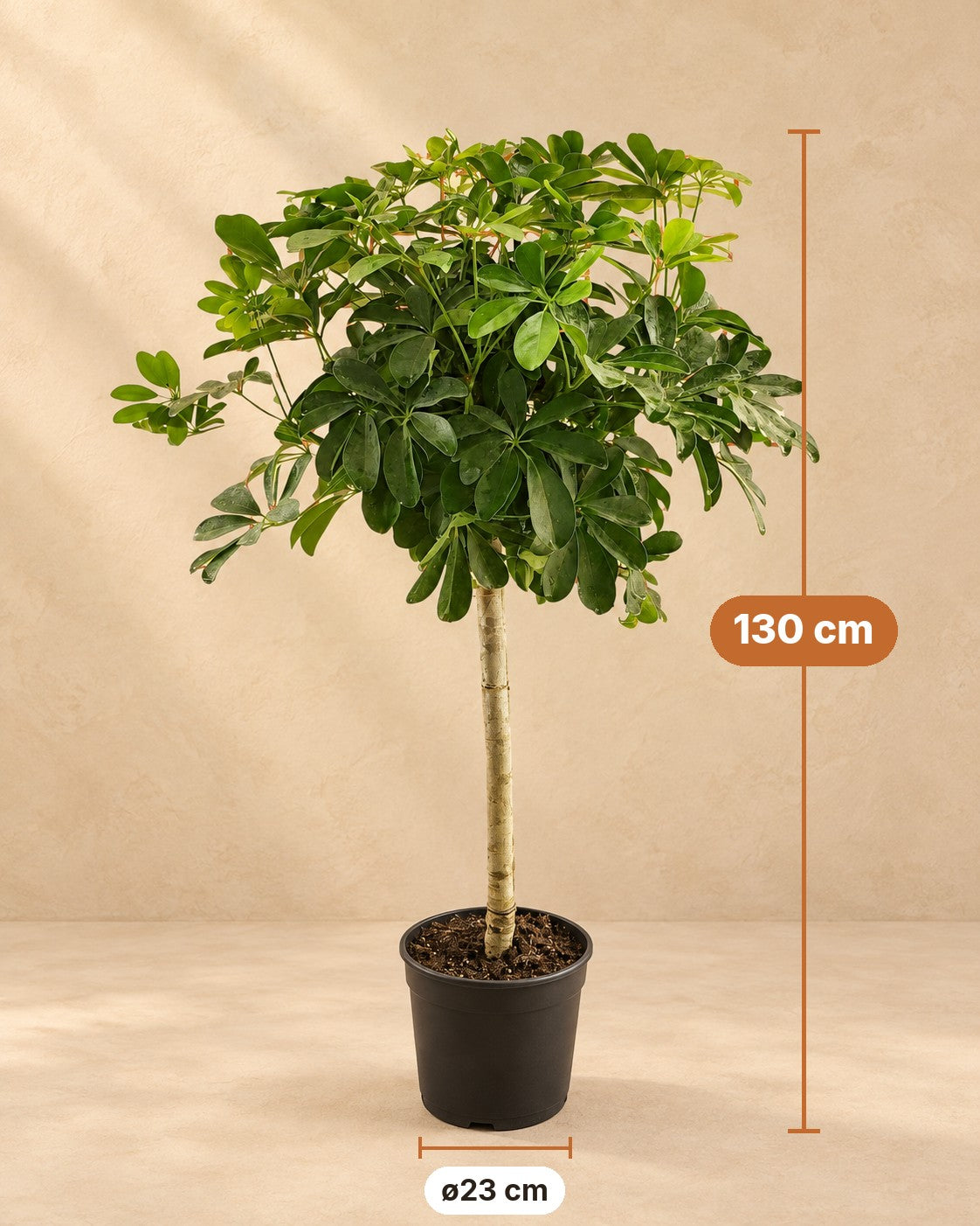 Medidas de Schefflera de tronco: 130 cm de altura, maceta ø23 cm