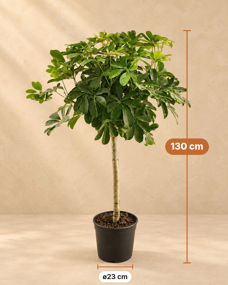 Schefflera de tronco, 130 cm de altura, maceta ø23 cm