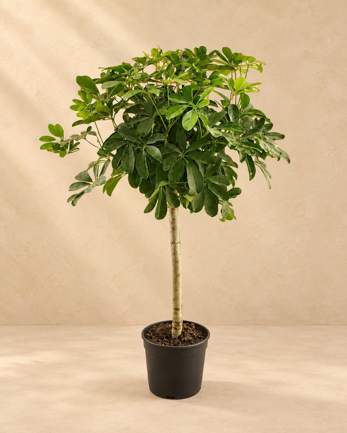 Vingerplant (Schefflera sp.) van 130 cm hoog in kweekpot van 23 cm