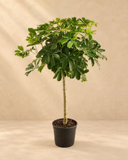 Schefflera de tronco (Schefflera sp.), 130 cm de altura en maceta de cultivo de 23 cm