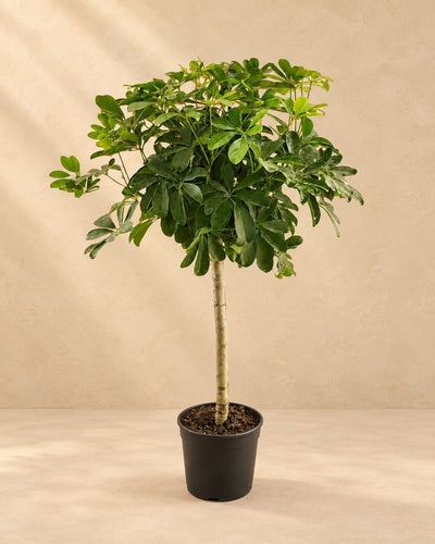 Schefflera de tronco (Schefflera sp.), 130 cm de altura en maceta de cultivo de 23 cm
