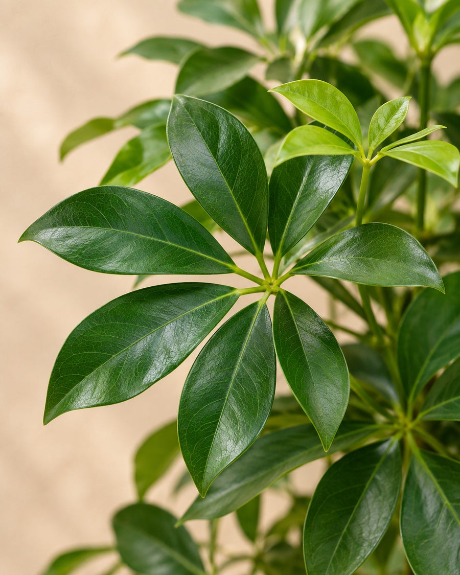 Cheflera (Schefflera) 170 cm de altura, maceta ø30 cm
