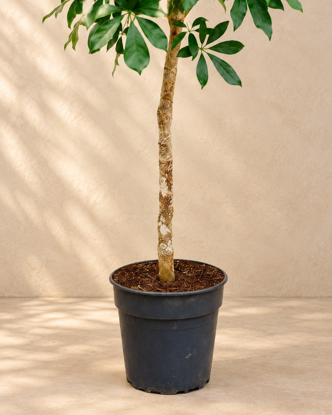 Parte inferior de Cheflera (Schefflera sp.) con su maceta de cultivo